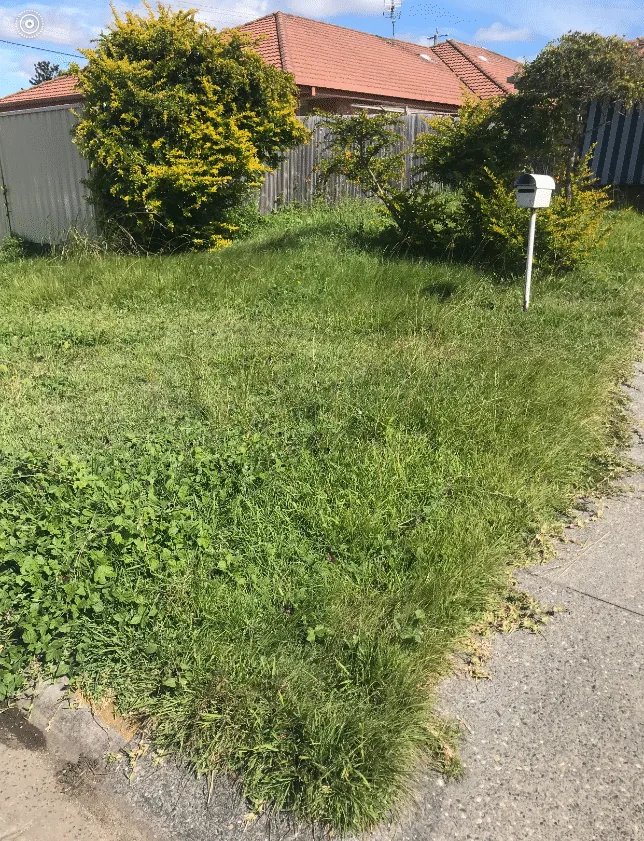 A front lawn overgrown to knee height, spilling over the kerb and footpath, with an overgrown shrub by the letterbox.