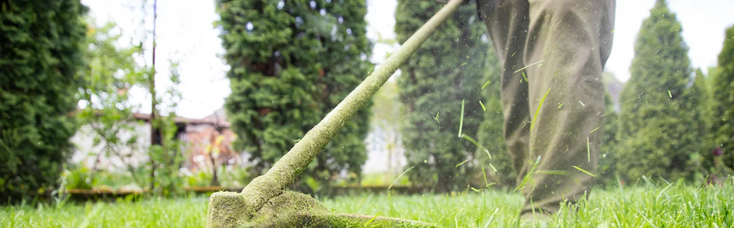 A line trimmer cutting grass beside a row of hedges.
