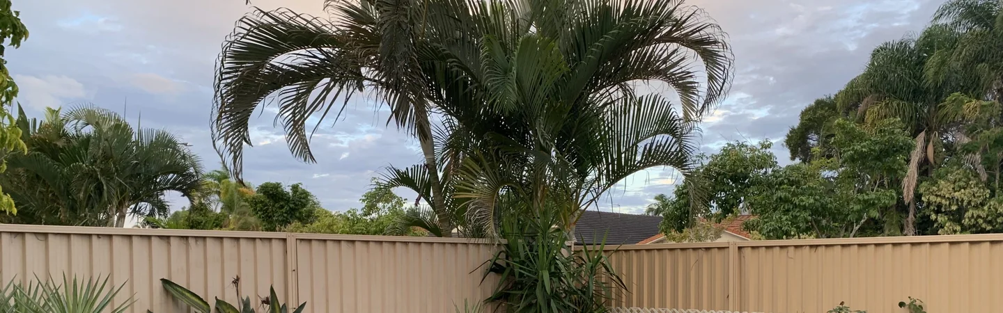 A tidy Gold Coast backyard with palms and a mown lawn.